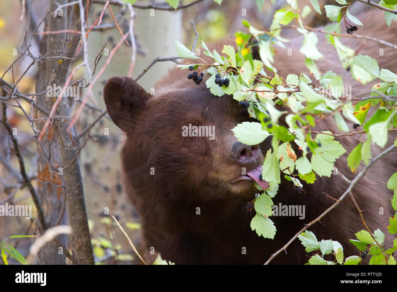 Black Bear Eating Hawthorne Berries Stock Photo