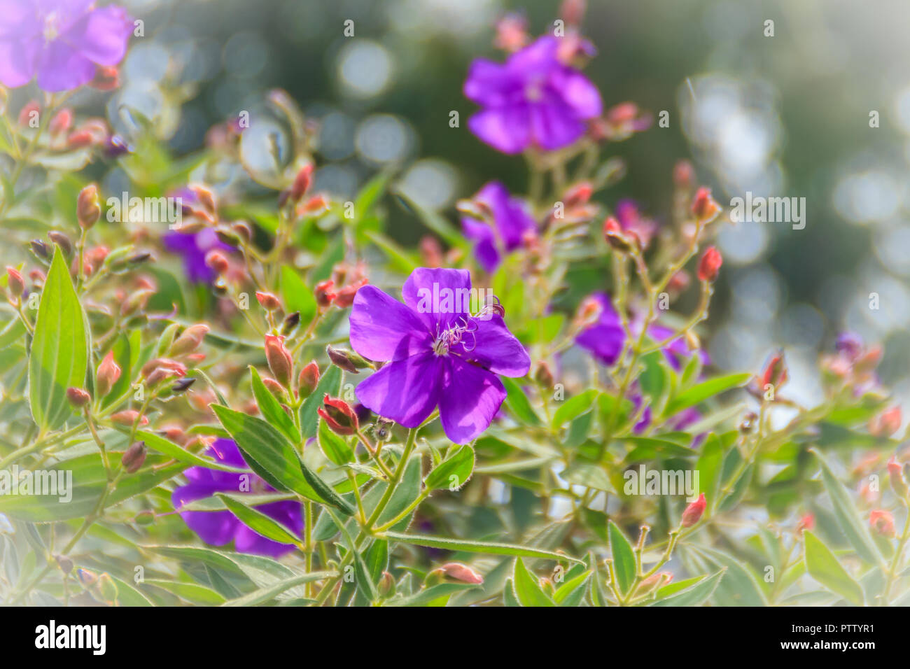 Beautiful purple wildflower of Melastoma malabathricum, also known as Malabar melastome, Indian rhododendron and Singapore rhododendron. Stock Photo