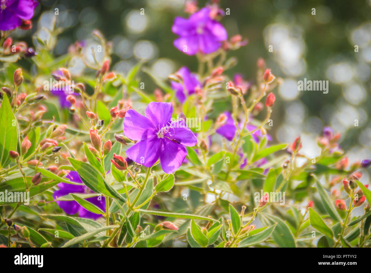 Beautiful purple wildflower of Melastoma malabathricum, also known as Malabar melastome, Indian rhododendron and Singapore rhododendron. Stock Photo