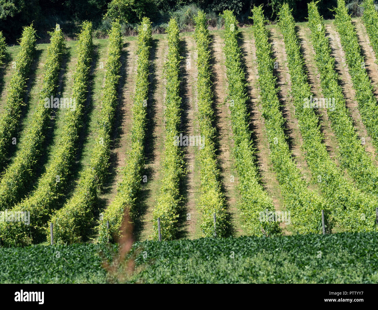 Vineyards at Gabiano, Alessandria, Monferrato, Piedmont, Italy. Summer landscape Stock Photo
