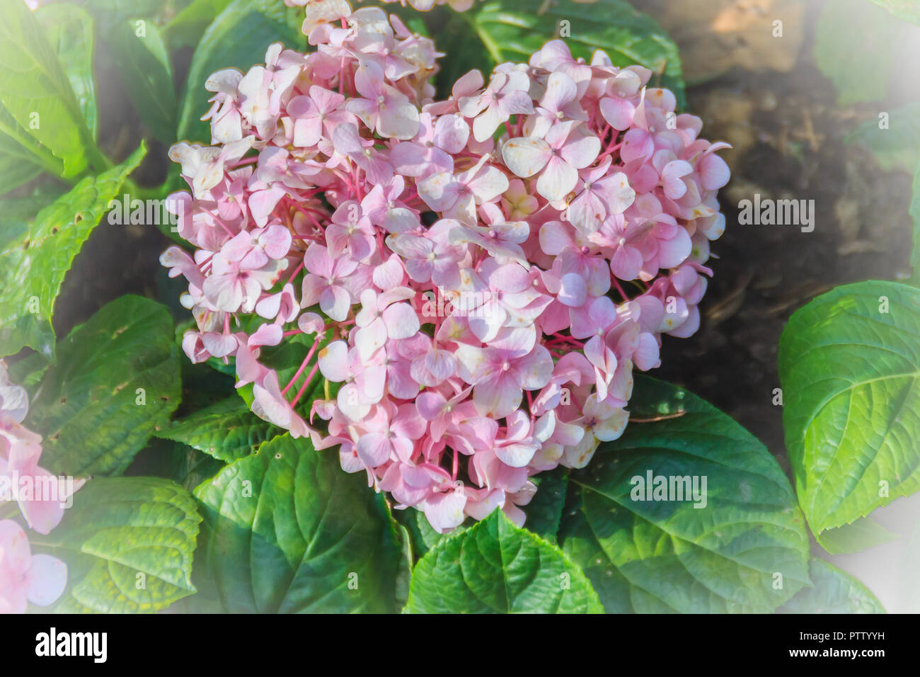 Light pink rose bush flower close up Stock Photo - Alamy, image size:1300x956