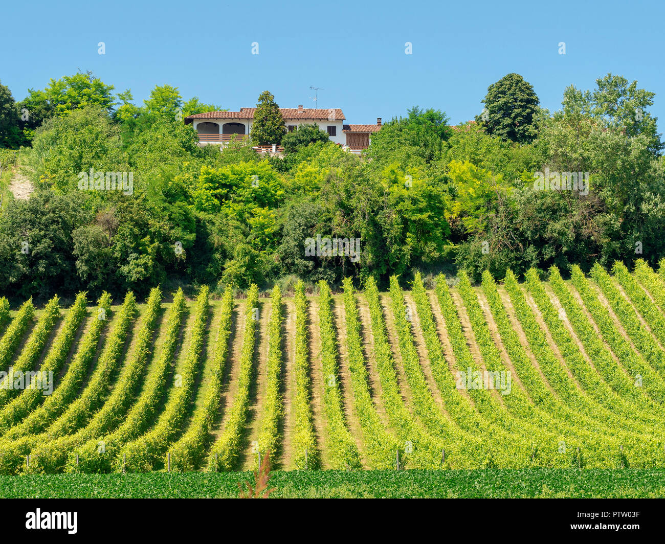 Vineyards at Gabiano, Alessandria, Monferrato, Piedmont, Italy. Summer landscape Stock Photo