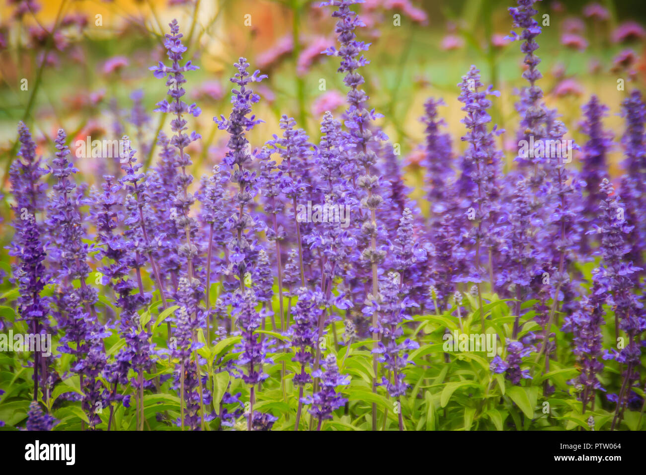Mealycup sage (Salvia farinacea) purple flower background. Salvia farinacea, also known as mealycup sage, or mealy sage, is a herbaceous perennial nat Stock Photo