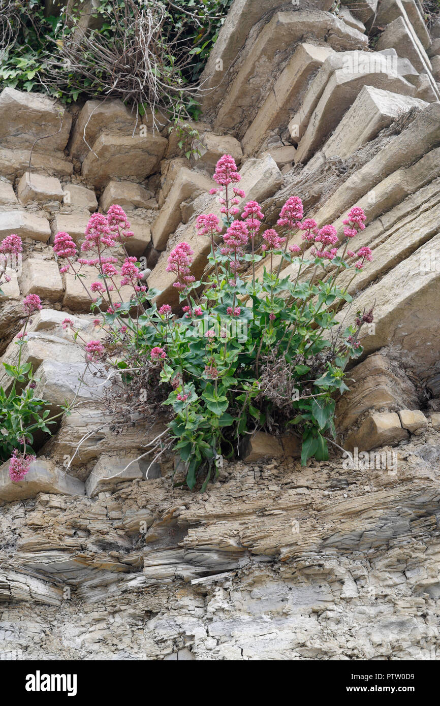 Red valerian plant growing on cliff face, Centranthus Ruber Stock Photo