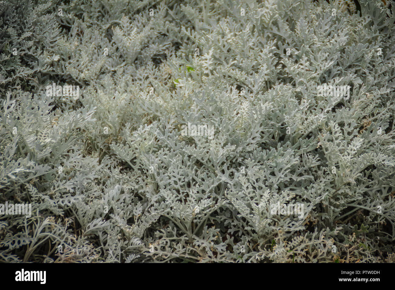 Silvery leaves background of dusty miller (Jacobaea maritima), also known as silver ragwort, perennial plant species in the genus Jacobaea in the fami Stock Photo