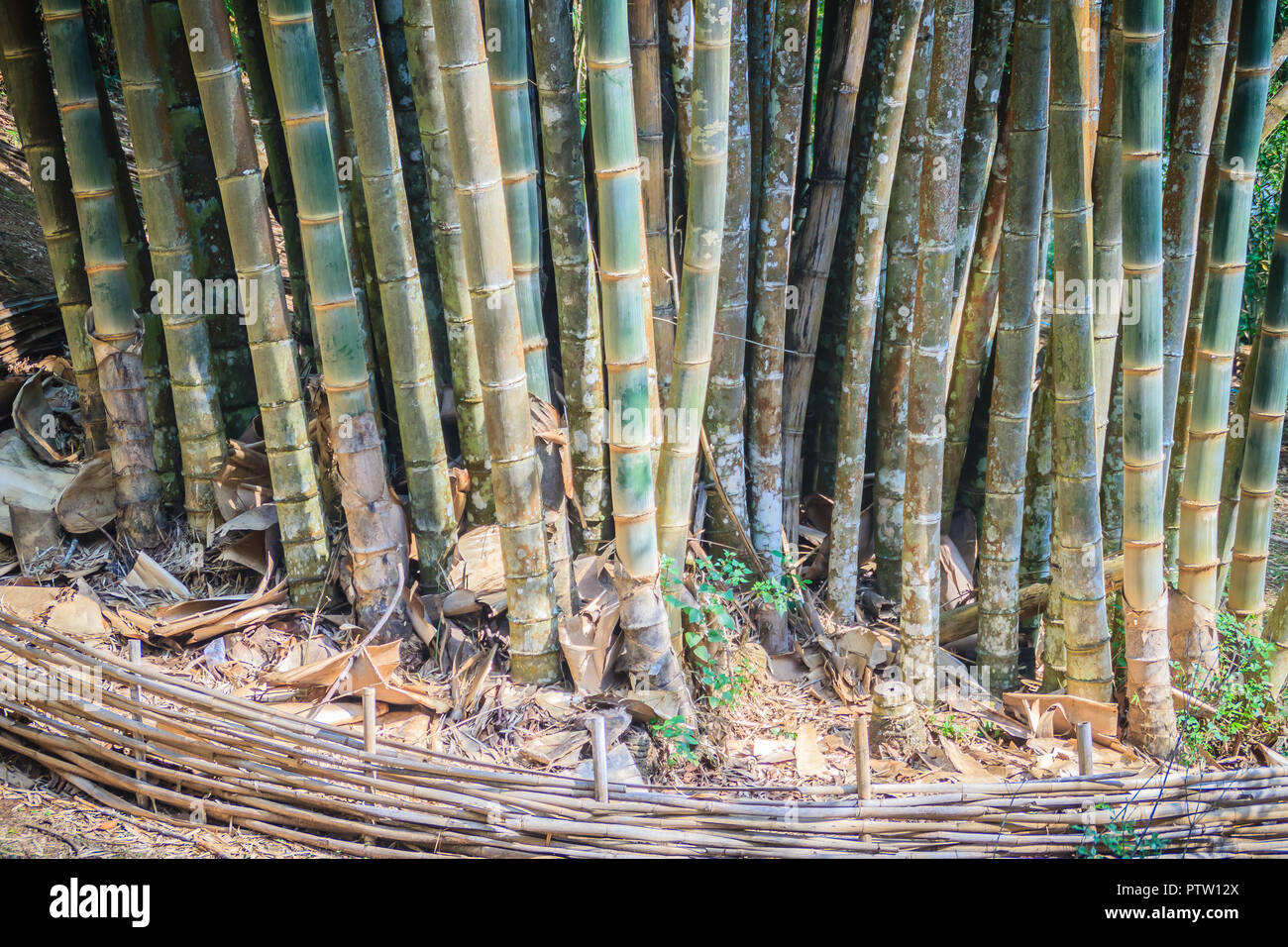 Giant bamboo tree trunks (Dendrocalamus giganteus), also known as dragon bamboo or giant bamboo, is a giant tropical and subtropical, dense-clumping s Stock Photo