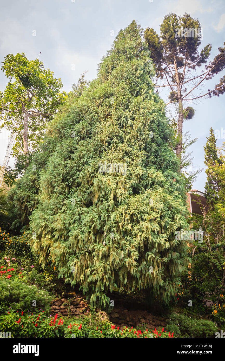 Evergreen Microbiota decussata (Siberian carpet cypress, Russian arbor-vitae) tree background. Microbiota is a monotypic genus of evergreen coniferous Stock Photo