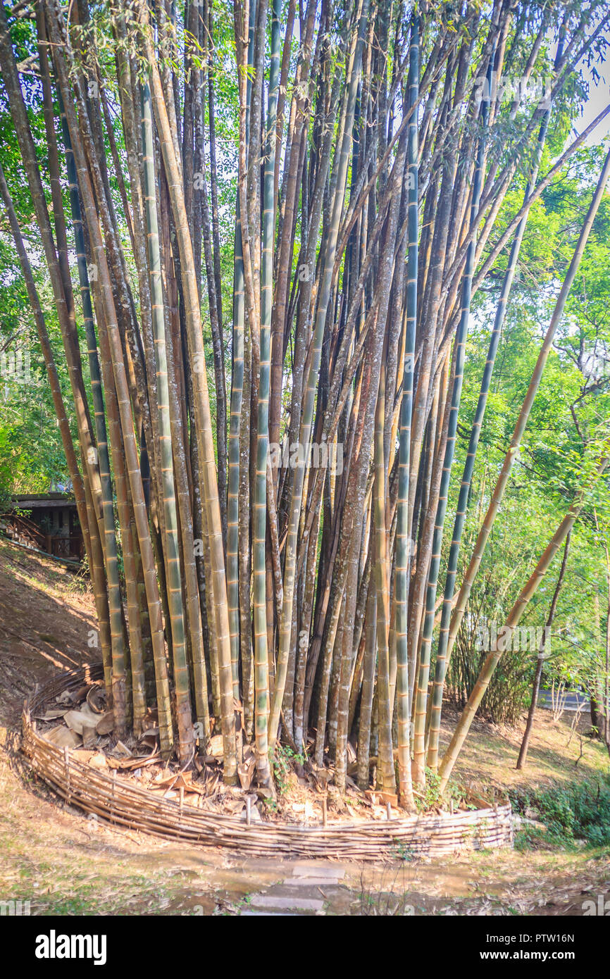 Giant bamboo tree trunks (Dendrocalamus giganteus), also known as dragon bamboo or giant bamboo, is a giant tropical and subtropical, dense-clumping s Stock Photo