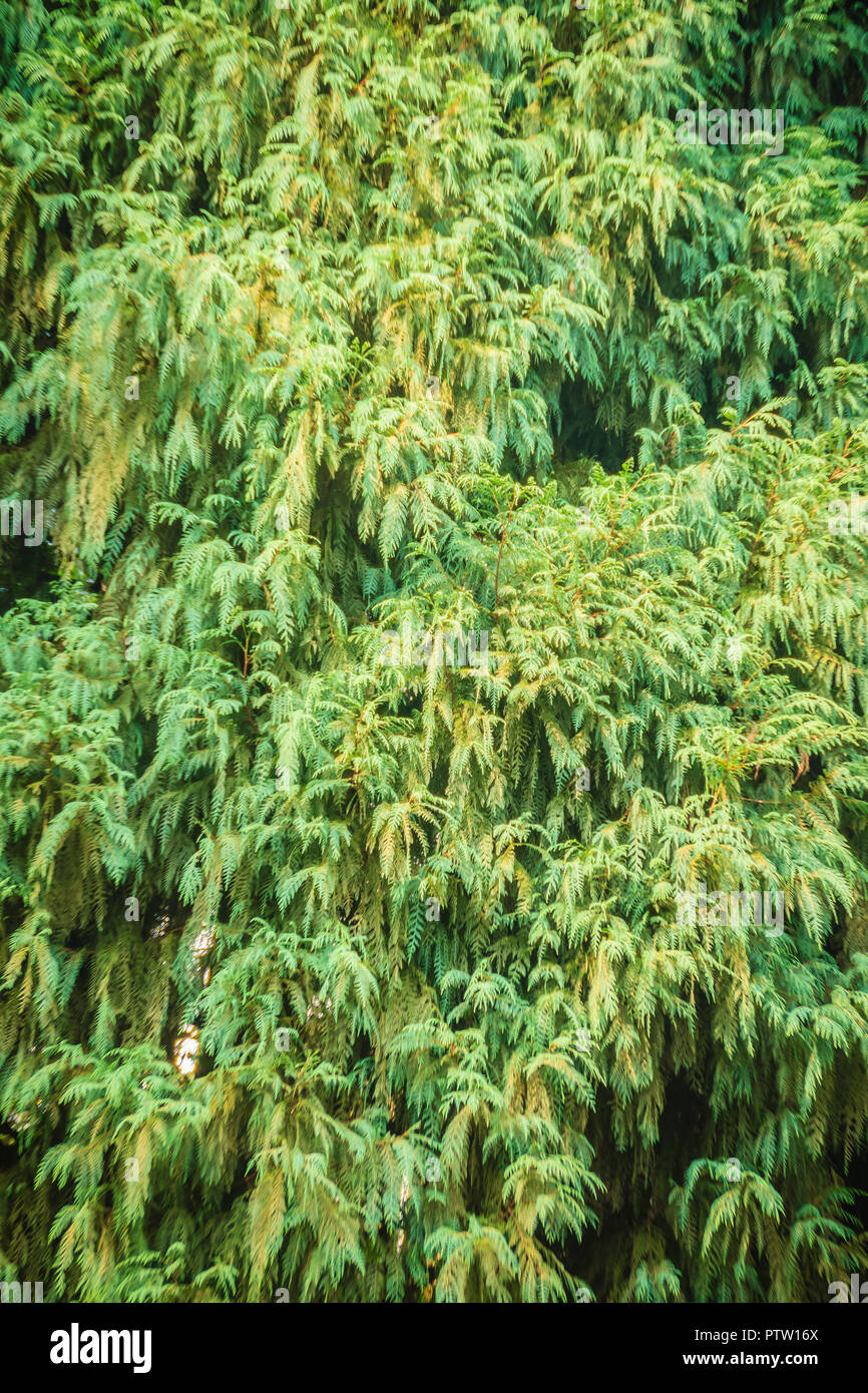 Evergreen Microbiota decussata (Siberian carpet cypress, Russian arbor-vitae) tree background. Microbiota is a monotypic genus of evergreen coniferous Stock Photo