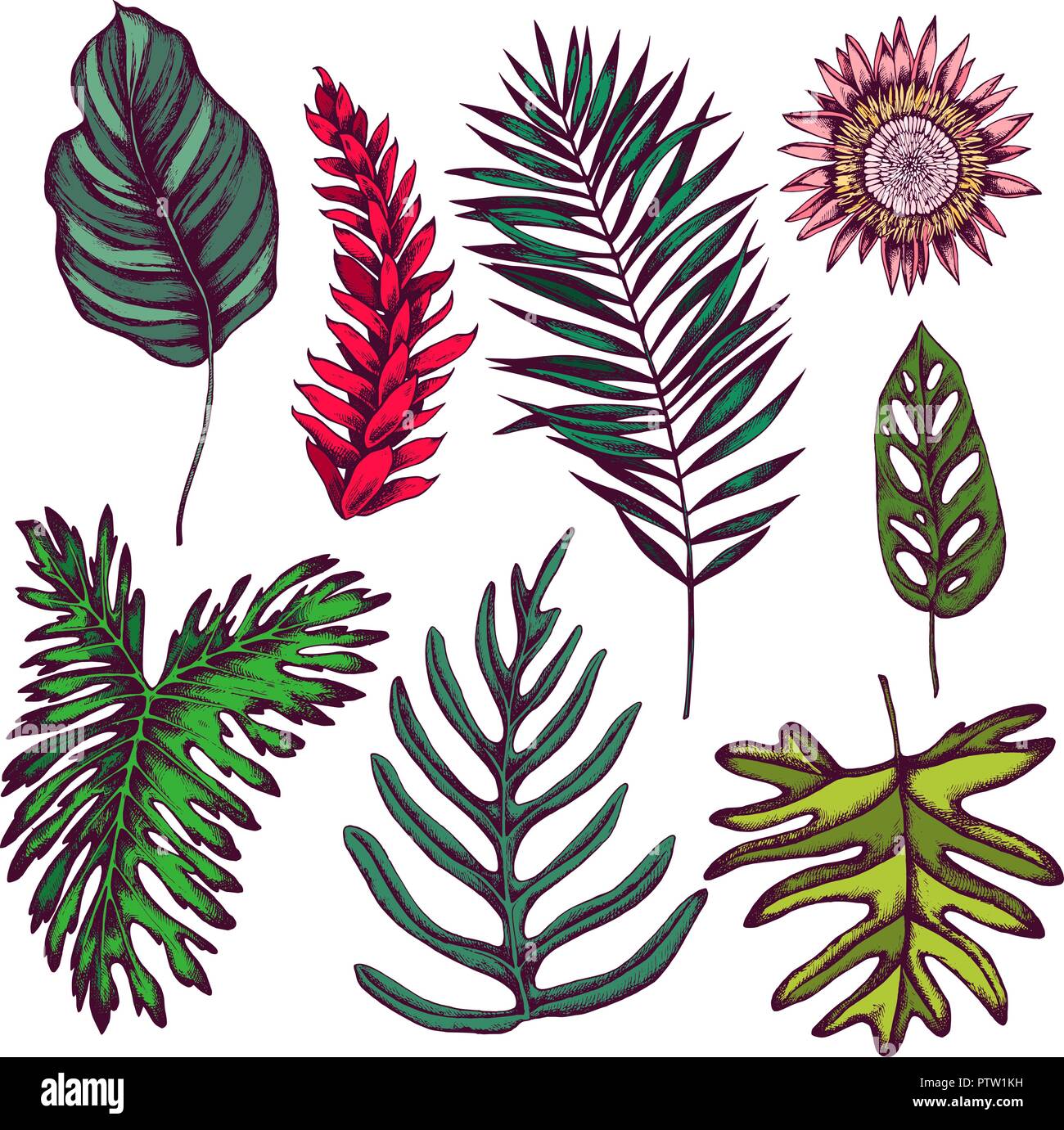 Vector collection of hand drawn tropical leaves Stock Vector