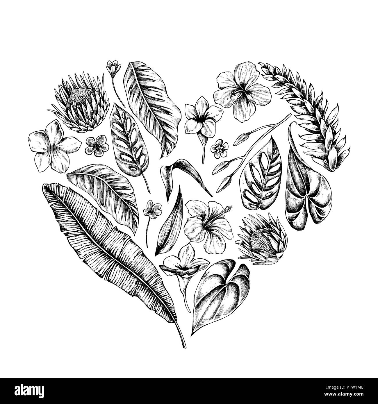 Vector collection of hand drawn tropical plants Stock Vector
