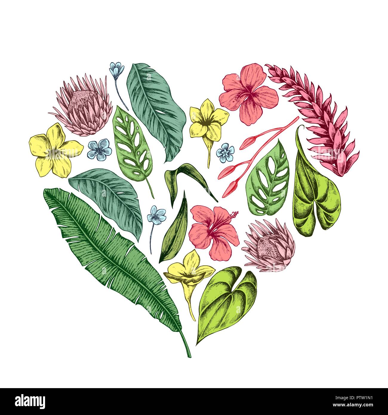 Vector collection of hand drawn tropical plants Stock Vector