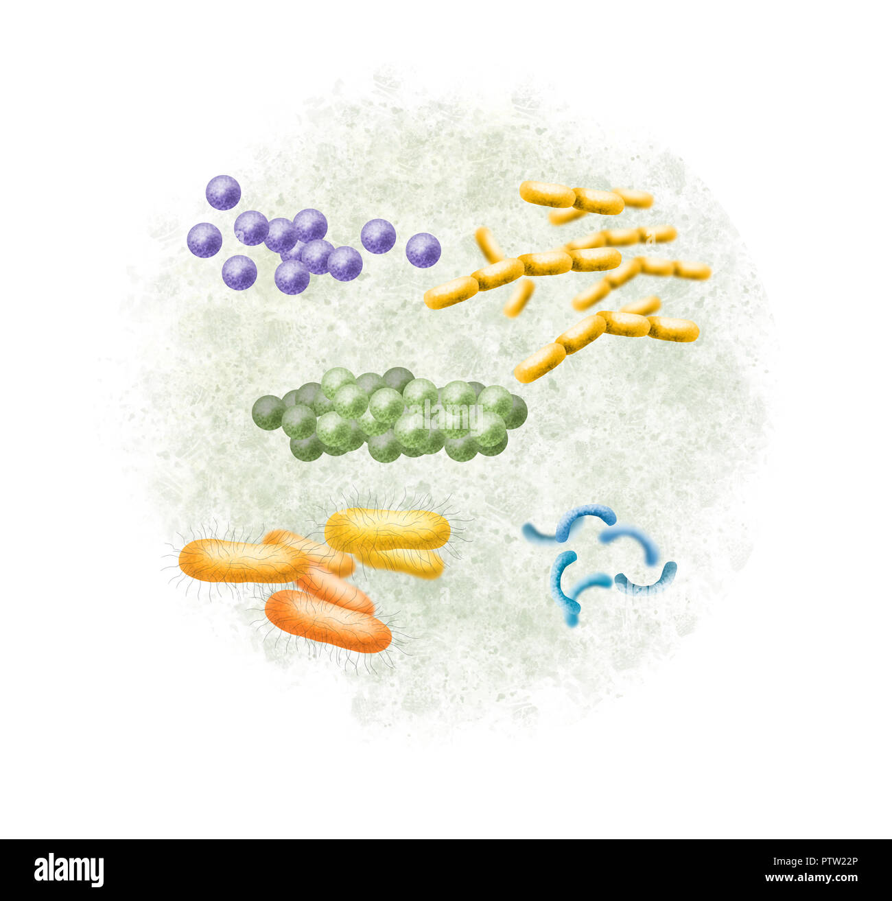 Digital illustration of bacteria Stock Photo - Alamy
