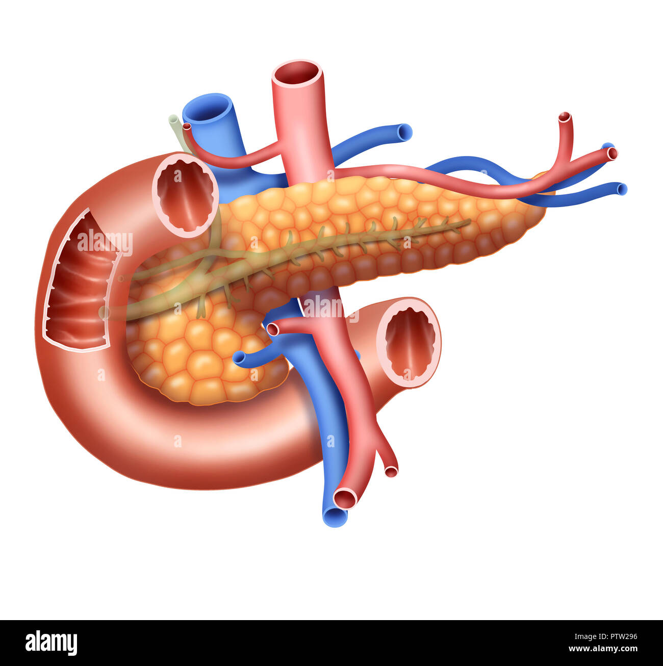 Pancreatic gland hires stock photography and images Alamy