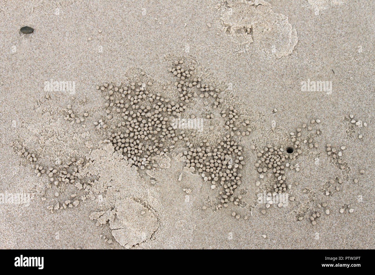 Little balls and holes in the sand at the beach where fidler crabs have been -background Stock Photo