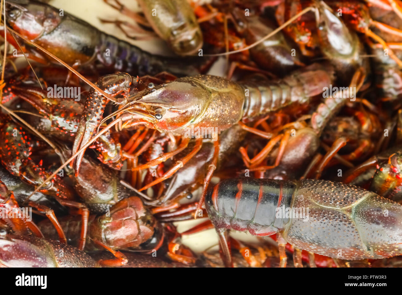 Live crawfish or crayfish or crawdad in a pile ready to be cooked at a crawfish boil Stock Photo