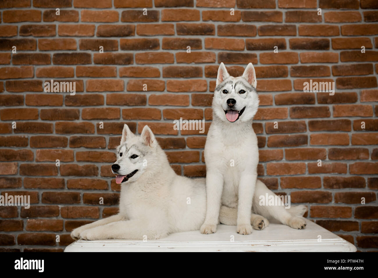 Dog Heat Cycle Breeding And When Should Right Time Dogs Mate To Get