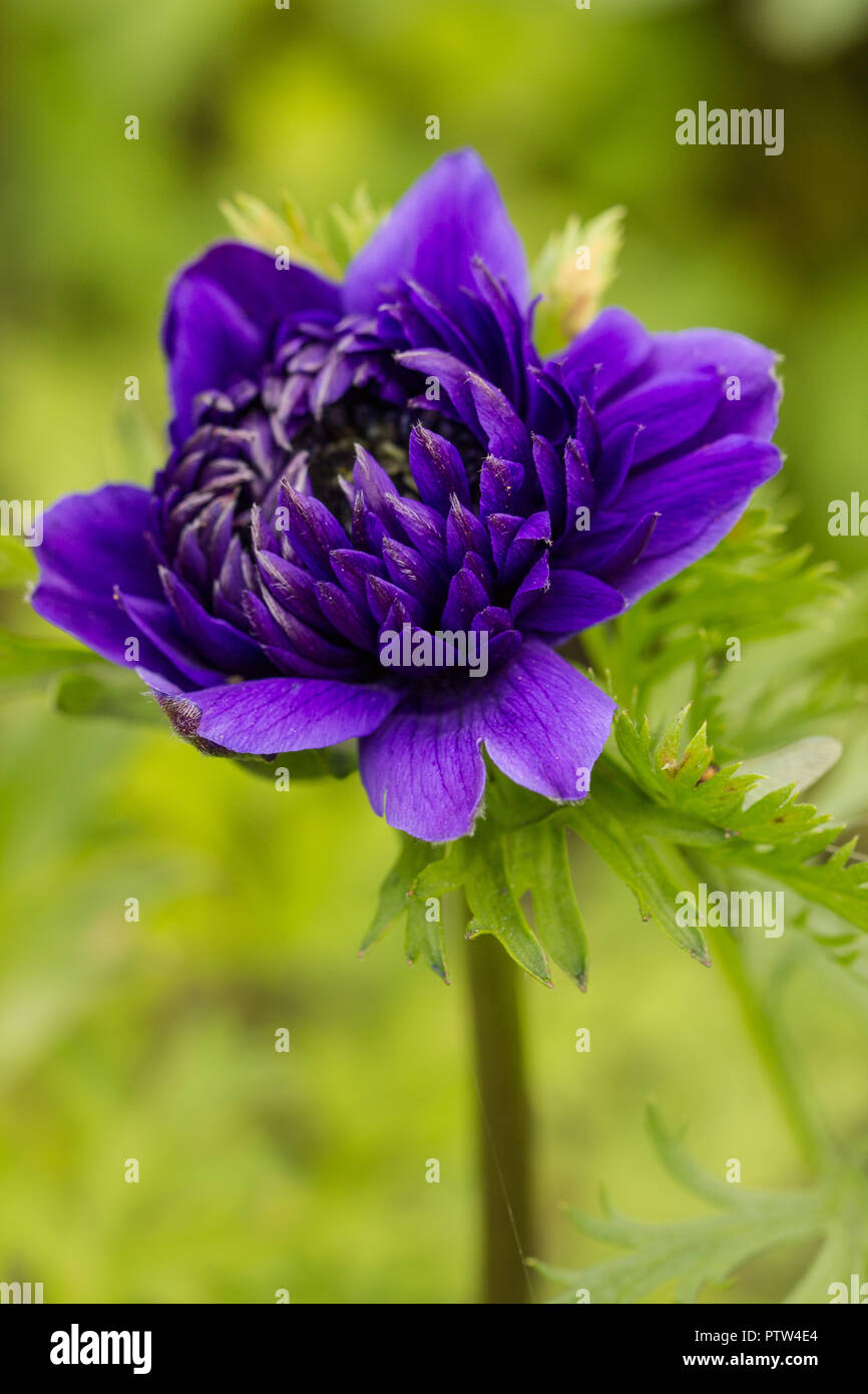 purple flower, beautiful purple flower among the greenery in the garden Stock Photo