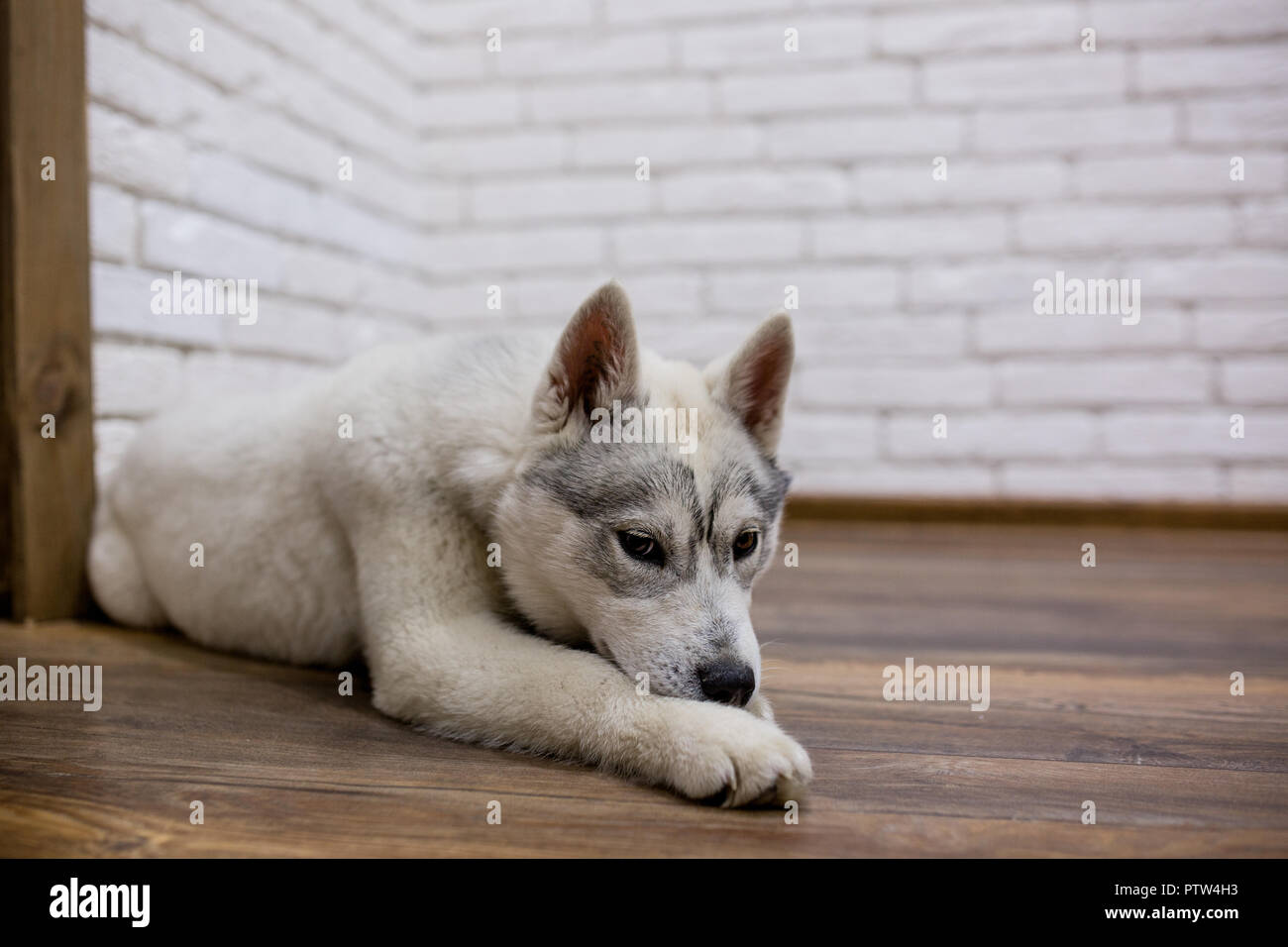 Siberian husky puppy at home lying on the floor. lifestyle with dog ...