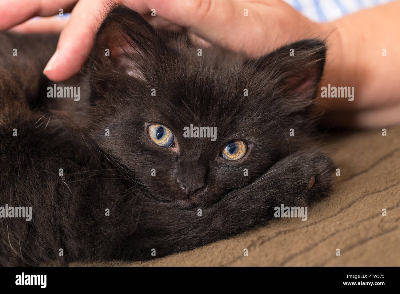 cuddly black cat