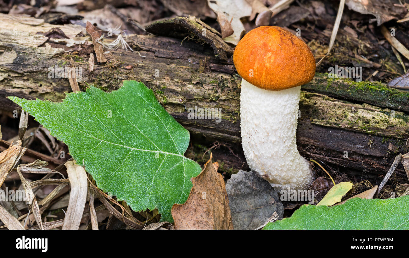 Small orange birch bolete close-up. Leccinum versipelle. Young edible mushroom with white stem growing near a rotten tree trunk. Fallen green leaf. Stock Photo