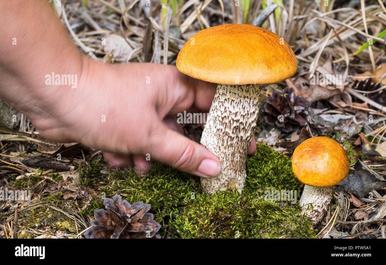 Mushrooming. Orange birch boletes close-up. Leccinum versipelle. Mushroom hunter picking tasty edible boletus growing in moss. Small and big fungus. Stock Photo