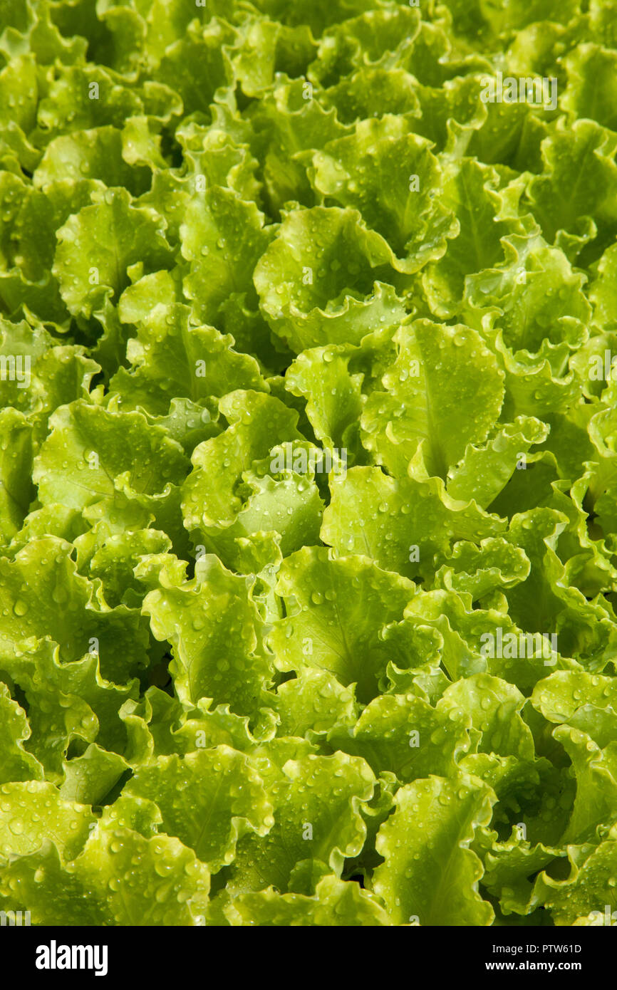 sprouts of green lettuce for cultivation Stock Photo