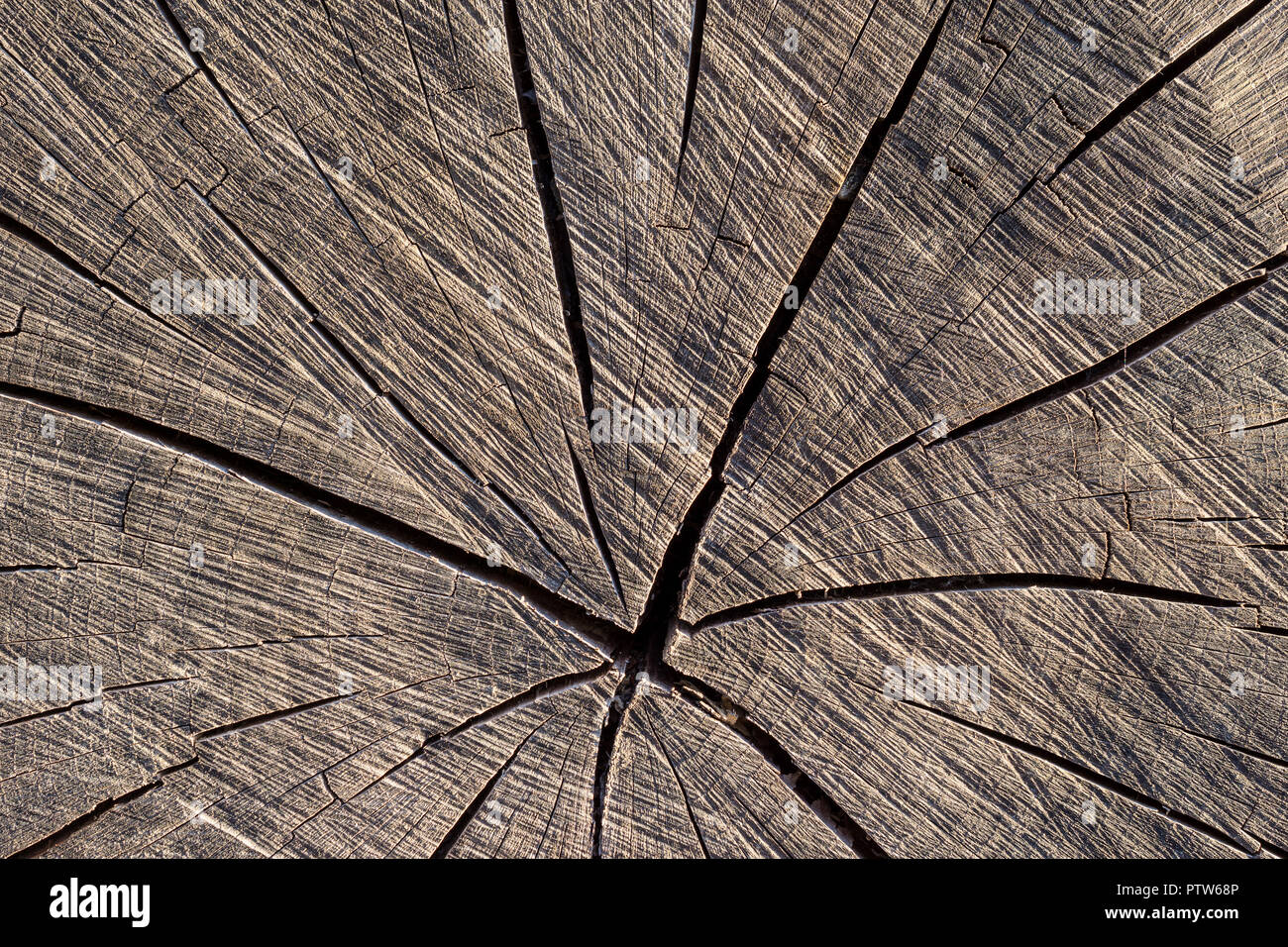 End grain of tree trunk showing drying splits. Stock Photo