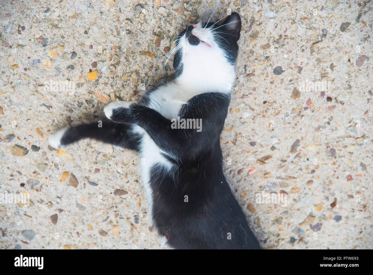 Rolling on the ground hires stock photography and images Alamy