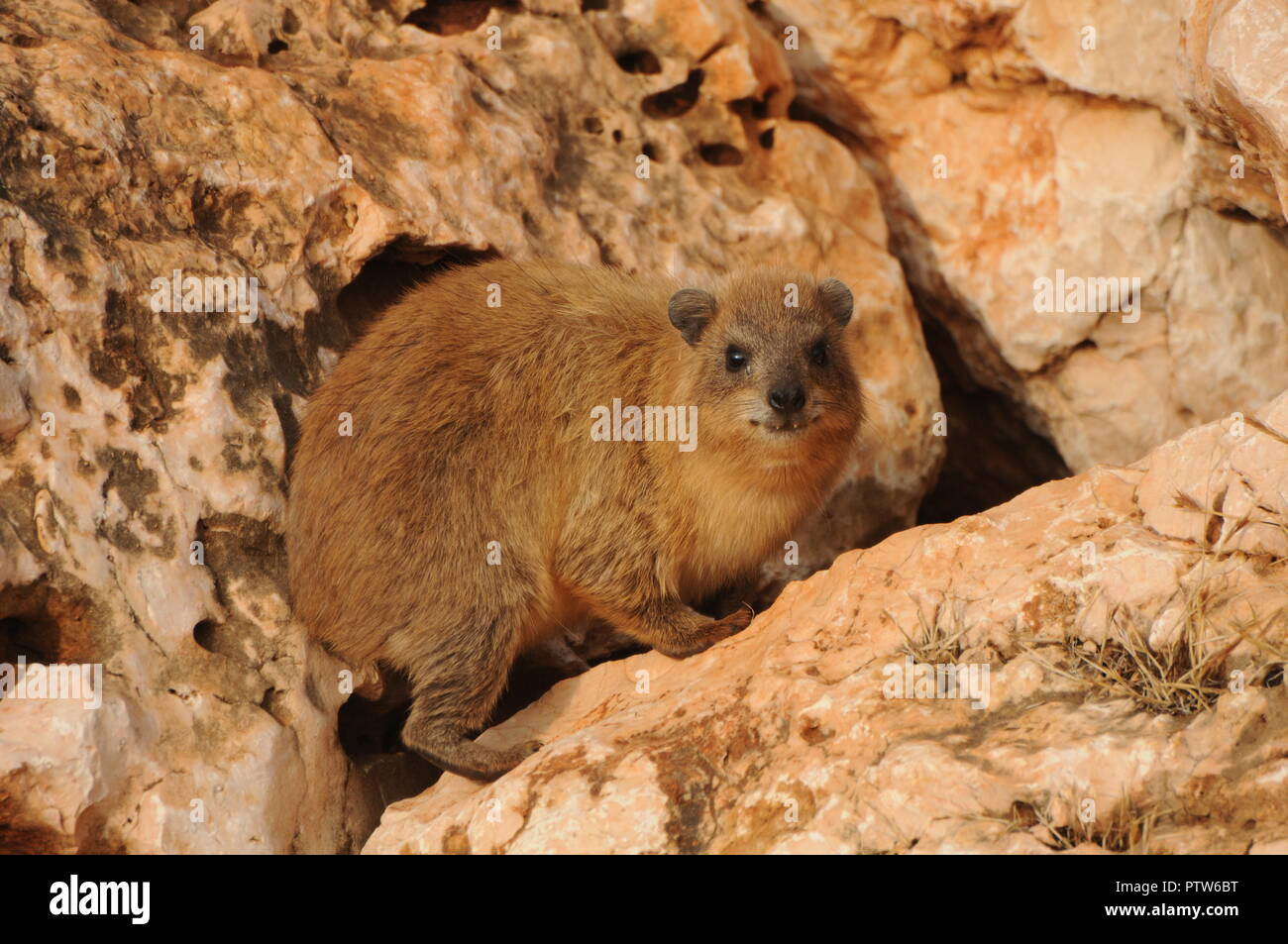 Rock hyrax in rocky terrain Stock Photo