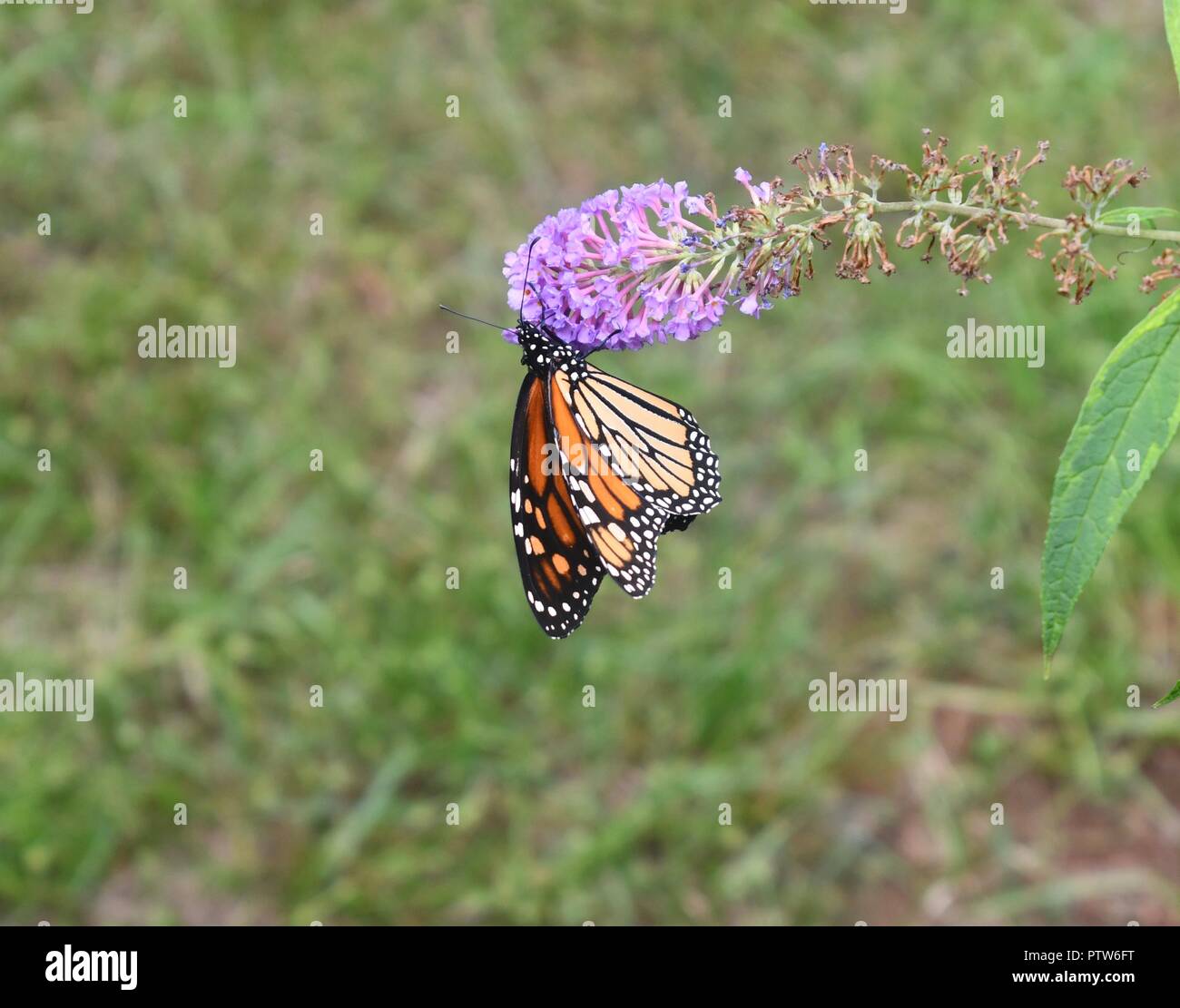 monarch butterfly on butterfly weed Stock Photo - Alamy