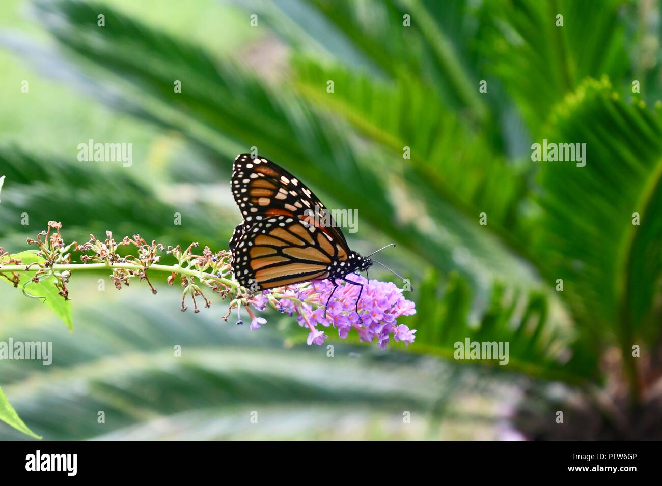 monarch butterfly on butterfly weed Stock Photo - Alamy