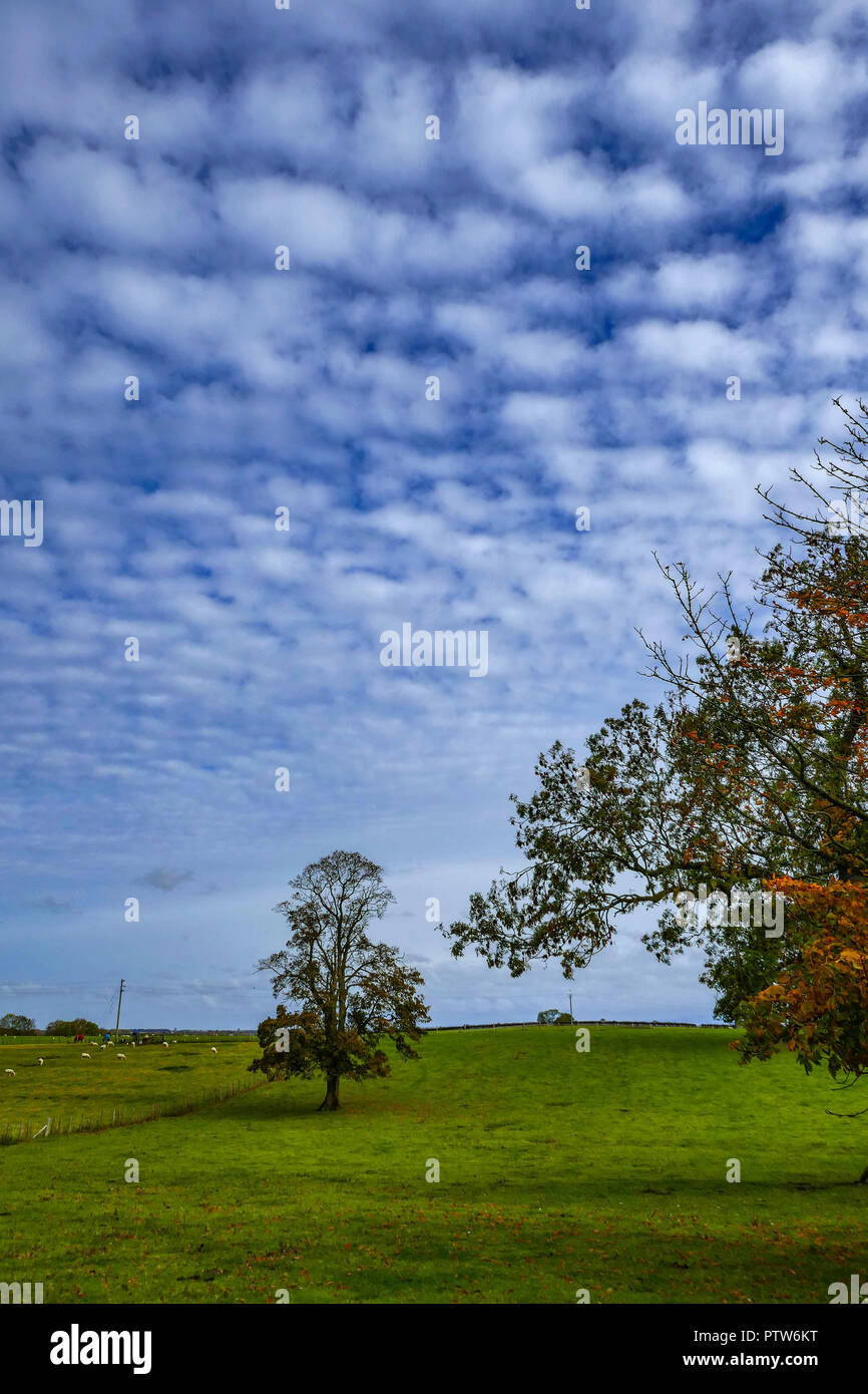 Autumn colours, near Brough Hall, Richmond, North Yorkshire, England