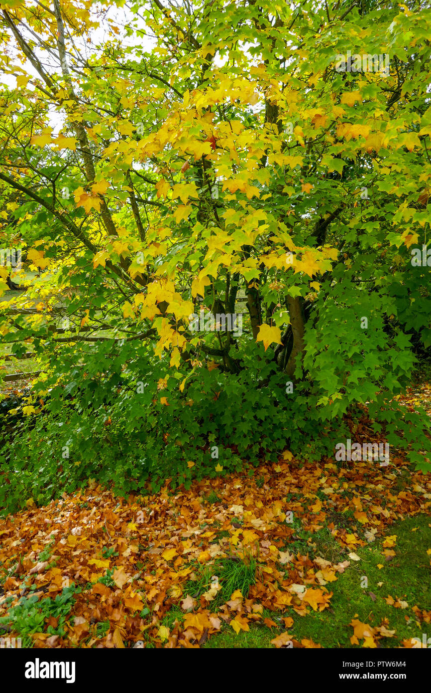Autumn colours, near Brough Hall, Richmond, North Yorkshire, England