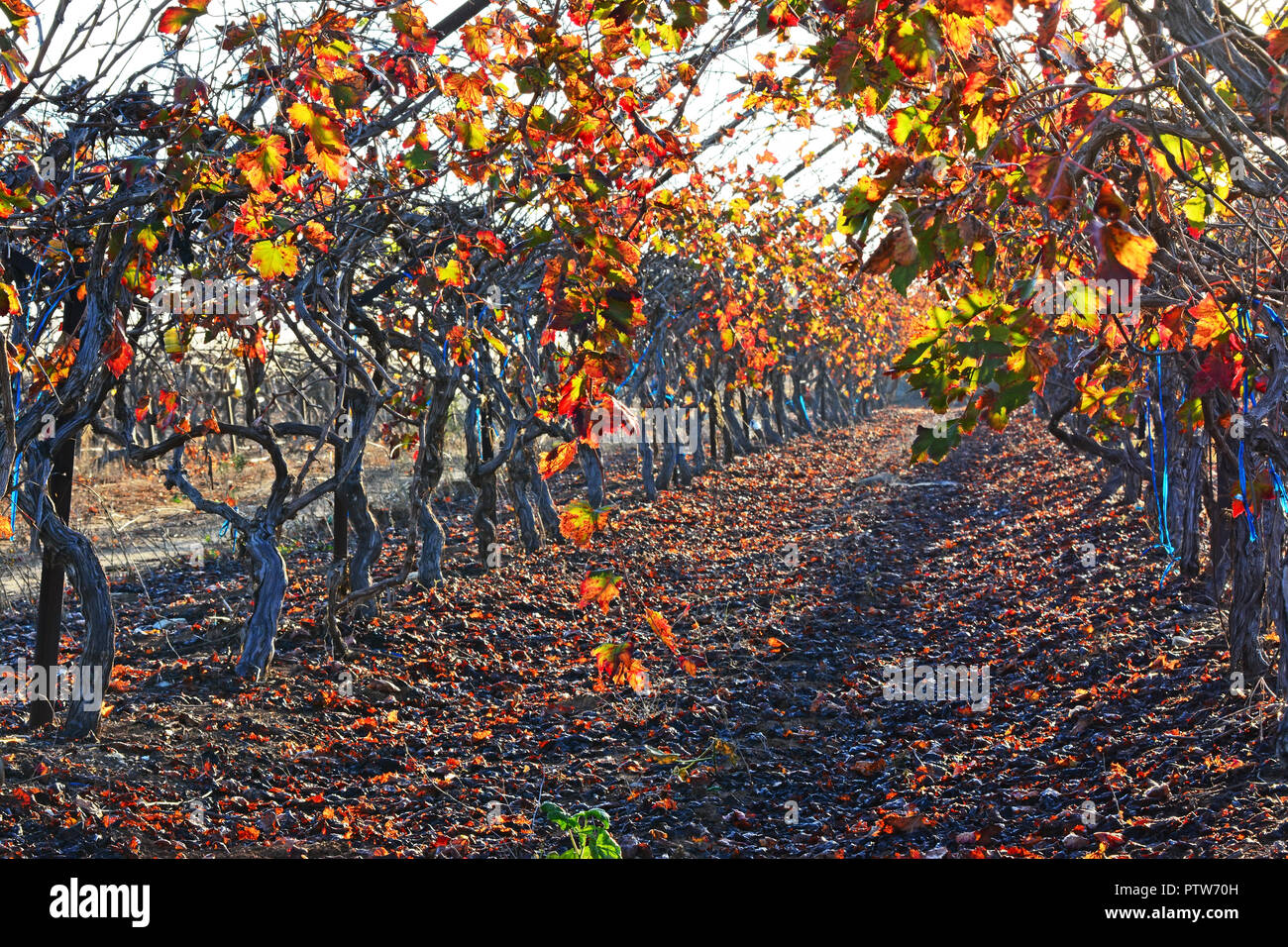 Vineyard in fall colors Stock Photo