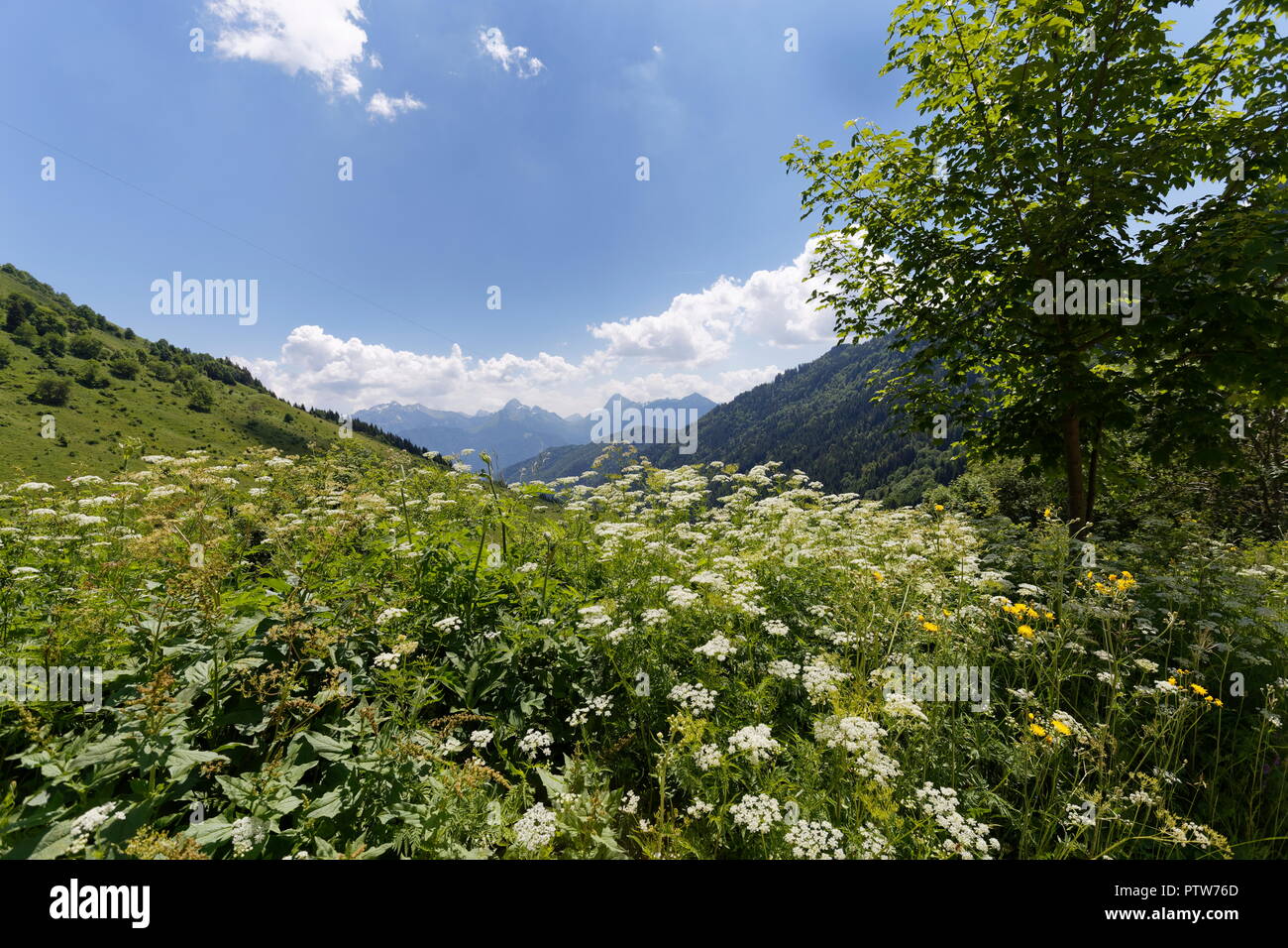 Meadow flowers in full bloom in the foreground on the hills around Col de la Forclaz France Stock Photo