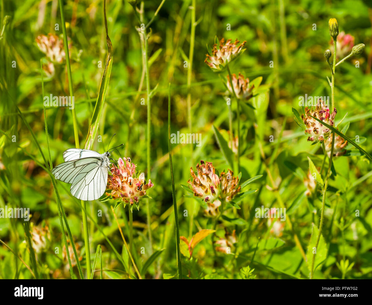 Black Veined White butterfly (extinct in Britain) - France. Stock Photo