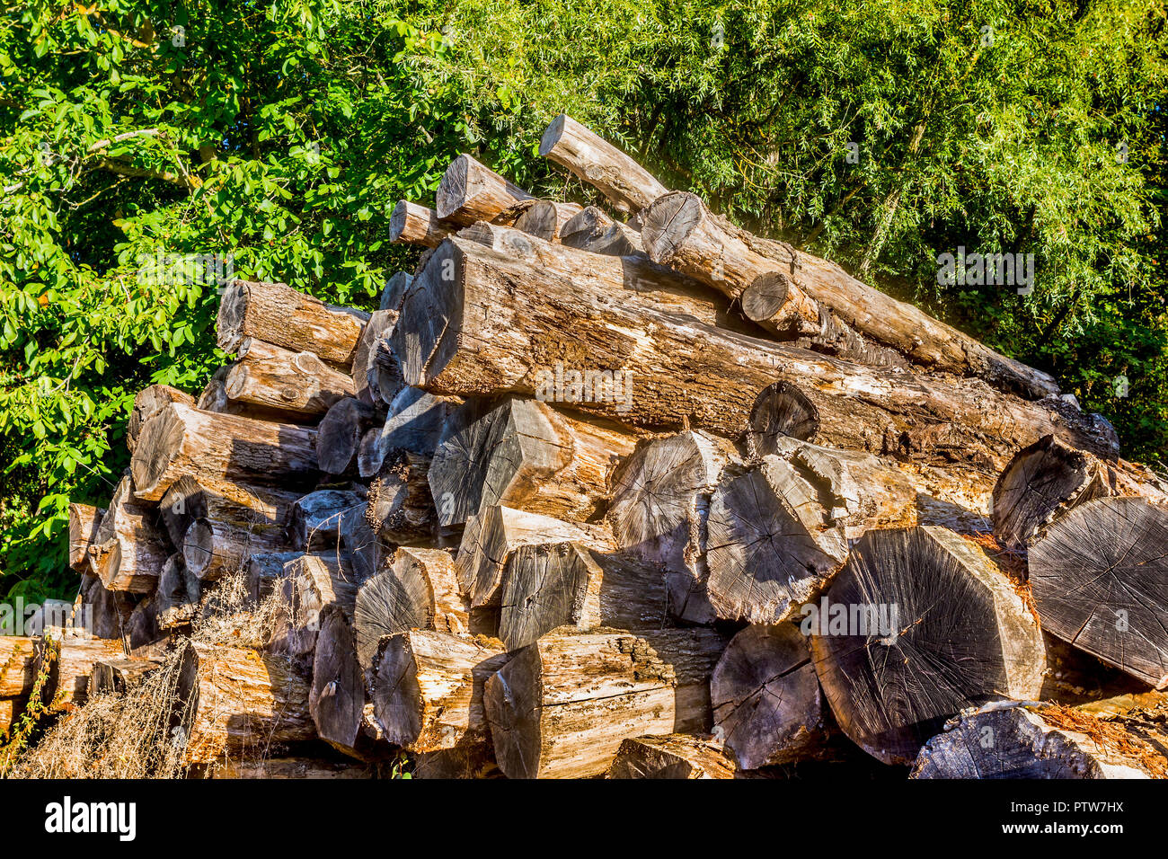 Tree trunks drying / seasoning - France. Stock Photo