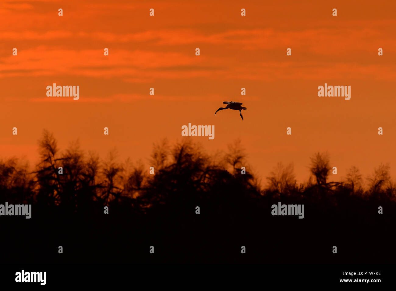Ibis bird flying at sunset Stock Photo