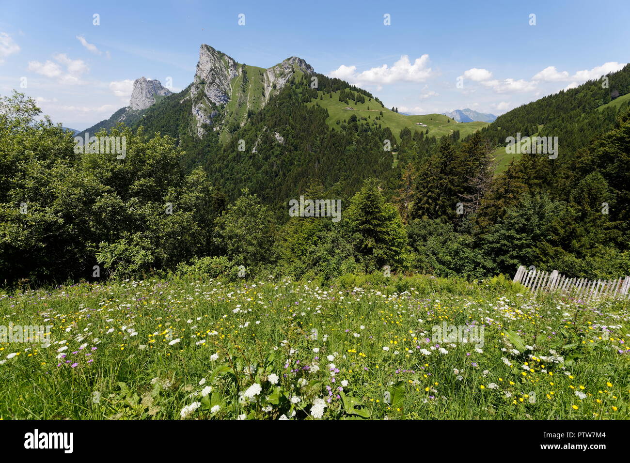 Meadow flowers in the foerground with wooden fence on the hills around Col de la Forclaz France Stock Photo