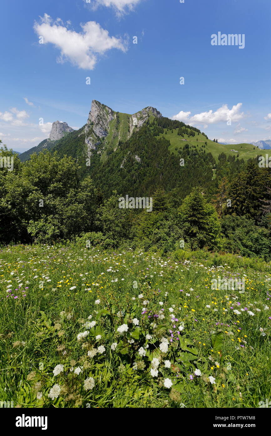 Meadow flowers in full bloom on the hills around Col de la Forclaz France Stock Photo
