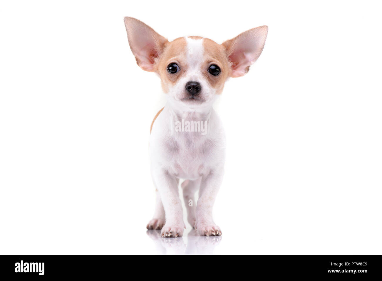 adorable chihuahua puppies