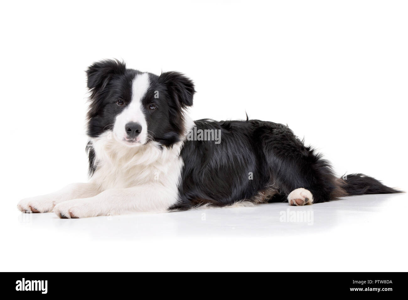 Bordr Collie Puppy Is Lying In The Garden Stock Photo, Picture and Royalty  Free Image. Image 85103562.