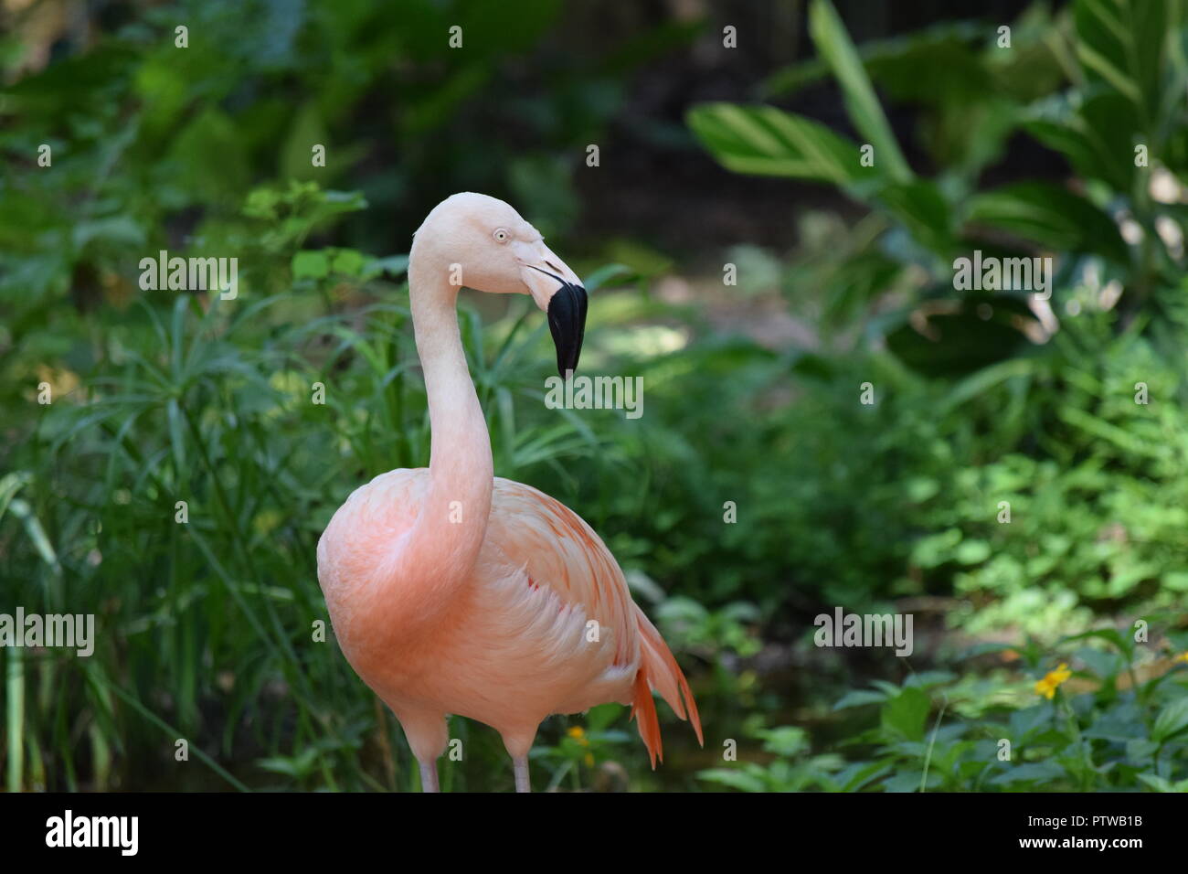 Flamingo/Flamingos Stock Photo