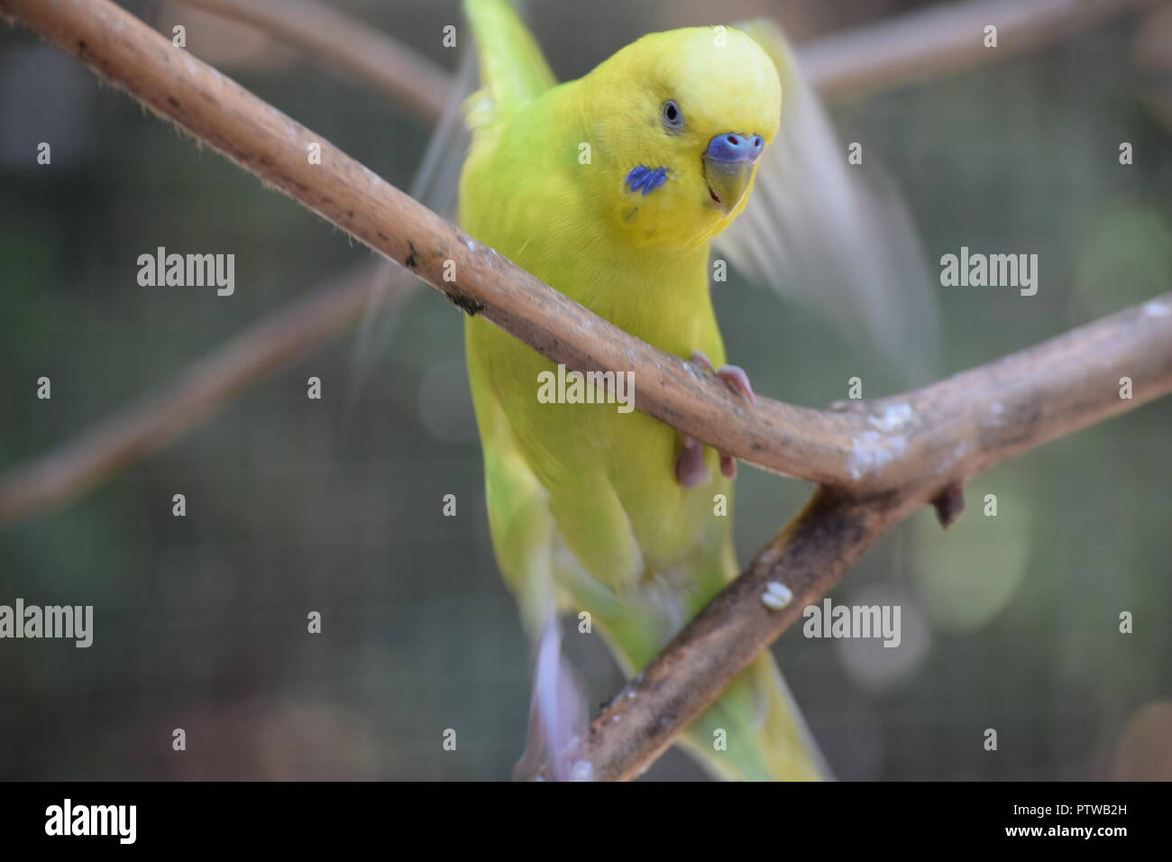 parakeets closeup in zoo aviary Stock Photo
