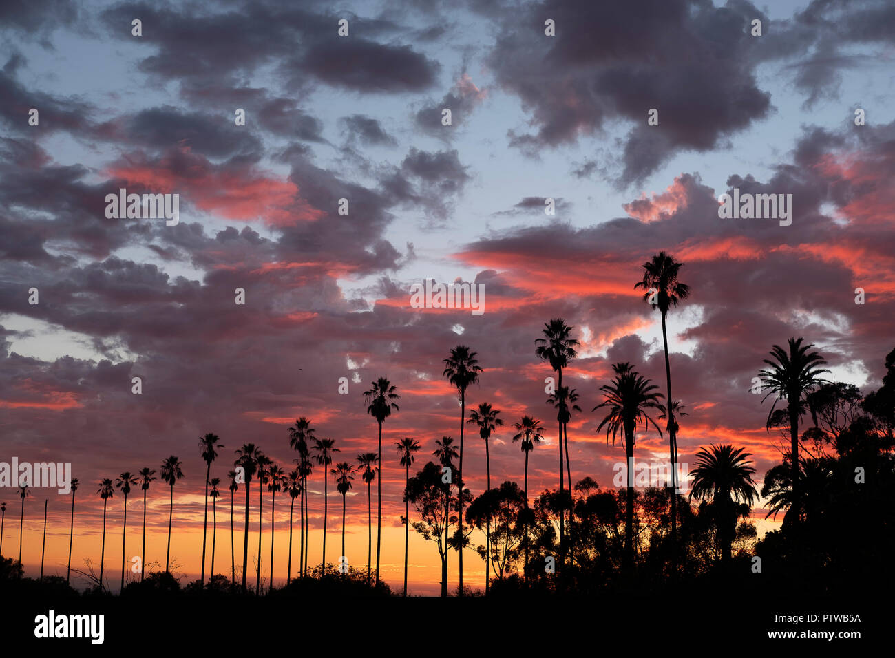 Sunset over palm trees in Elysian Park Los Angeles Stock Photo