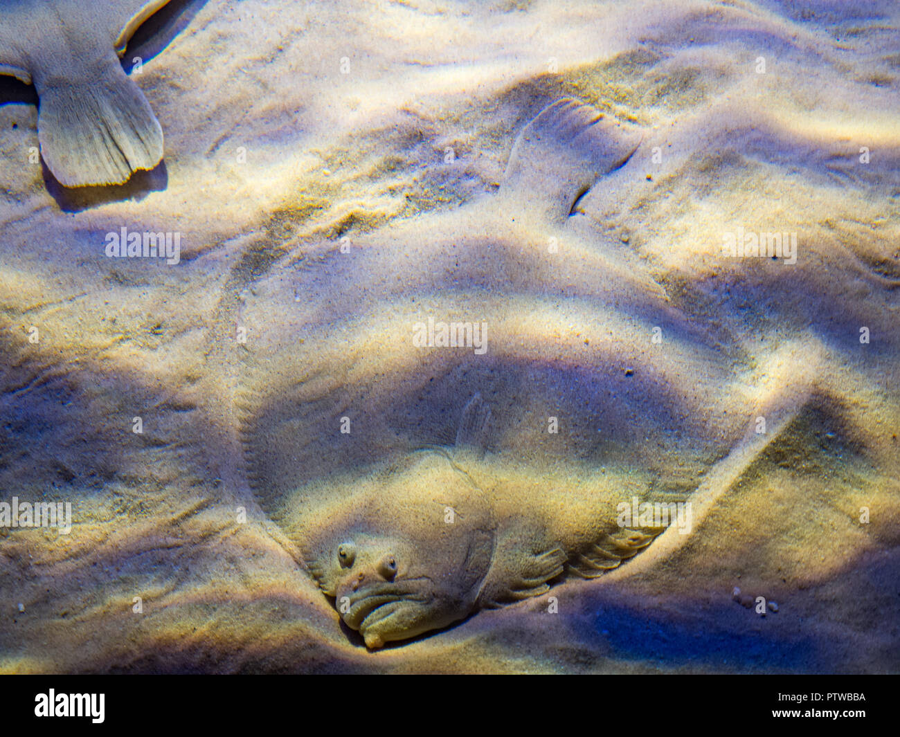 Platichthys flesus hi-res stock photography and images - Alamy