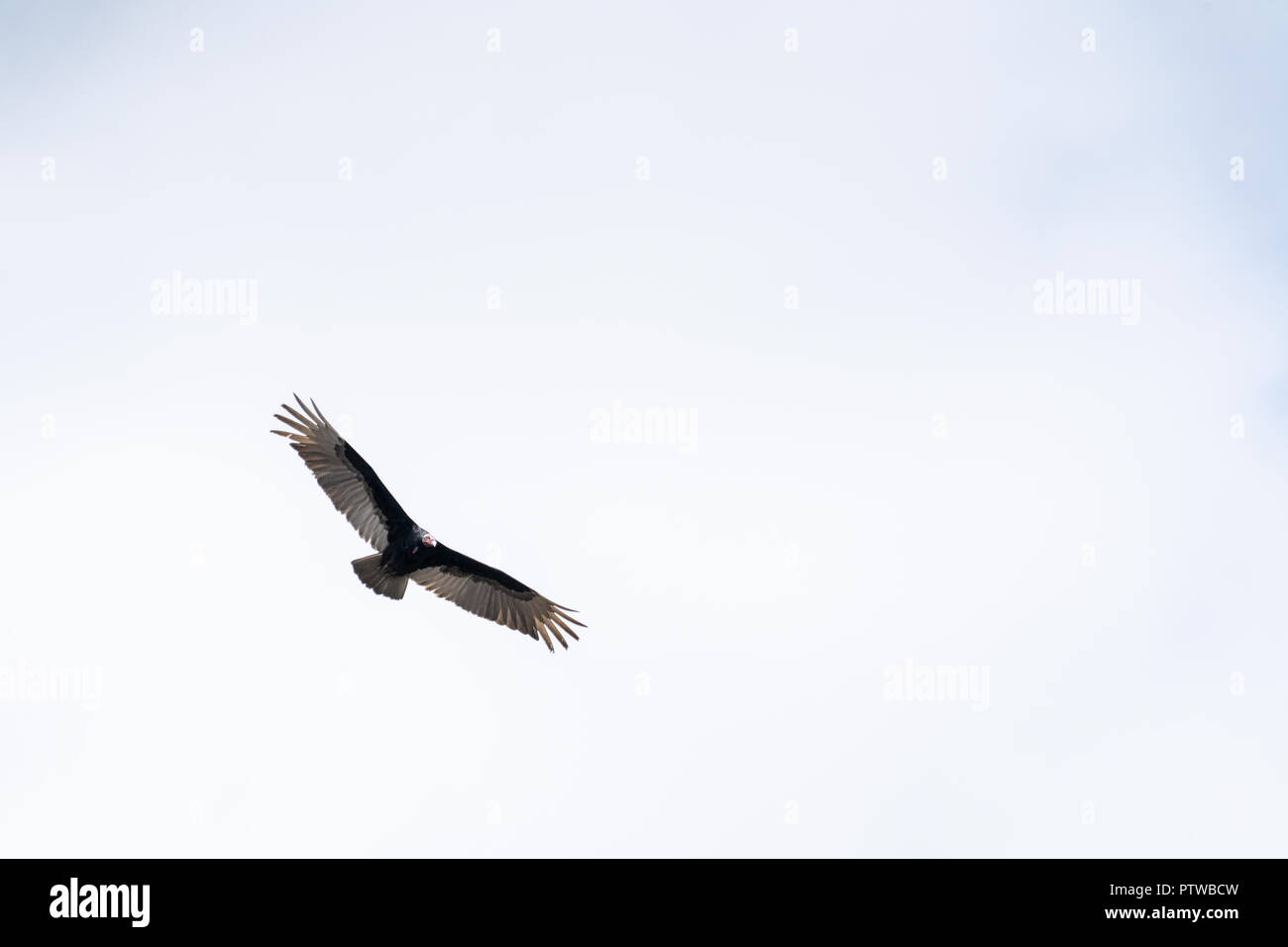 Pacaya Samiria Reserve, Peru, South America.  Turkey Vulture flying. Stock Photo