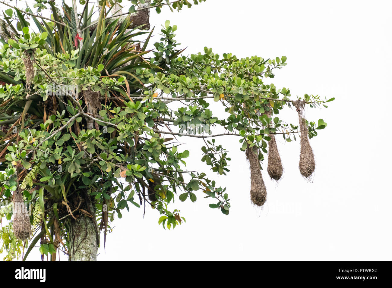 Pacaya Samiria Reserve, Peru, South America. Weaver nests in a tree