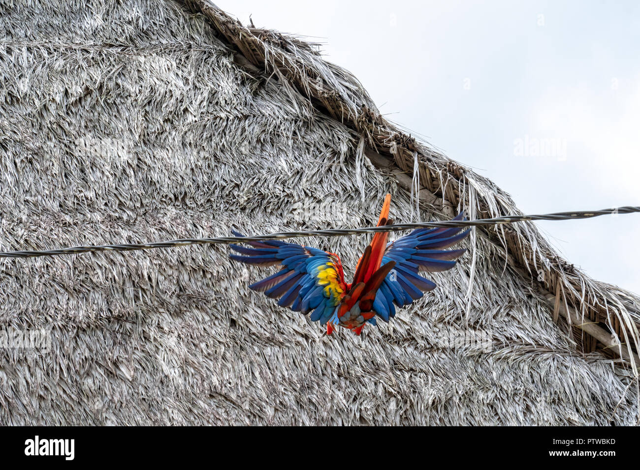 Puerto Miguel Peru, South America.  Scarlet Macaw doing acrobatics on a wire beside some thatched roof homes. Stock Photo